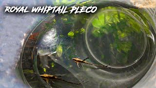 Royal whiptail catfish care  Beautiful fishes in aquarium [upl. by Janaya903]