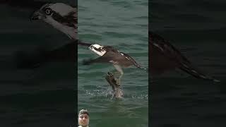 ospreys eagles ospreycam ospreyeurope birds [upl. by Dachi]