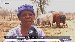 WARNING GRAPHIC CONTENT  Severe drought in Giyani leads to mass death of livestock [upl. by Aisinoid790]