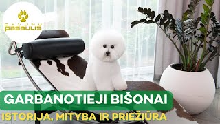 Garbanotieji bišonai  veislės mitybos ir priežiūros ypatumai [upl. by Aniarrol]