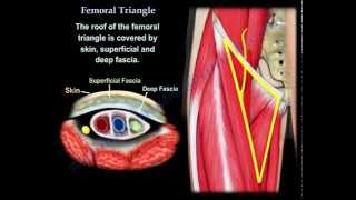 Femoral Triangle  Everything You Need To Know  Dr Nabil Ebraheim [upl. by Gnni]