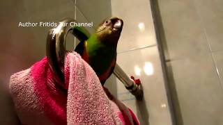 Senegal parrot voice Poicephalus senegalus [upl. by Cynth410]