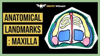 Anatomical landmarks  Maxilla [upl. by Kcirdla]