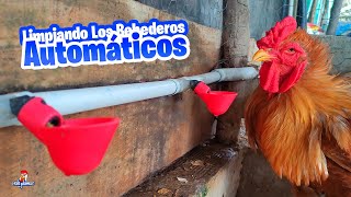 Limpiando y Desinfectando los Bebederos Automáticos de las Gallinas [upl. by Uchida]