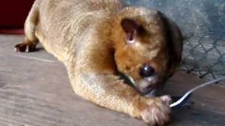 Kinkajou Eating Honey [upl. by Kurtz]