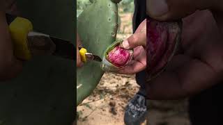 Cactus fruit farming satisfying [upl. by Feodora]