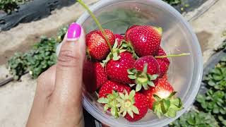 Strawberry picking at Redberry Farm [upl. by Folberth]