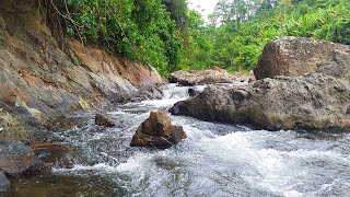 Beautiful Sound of River in Quiet Forest Frame for Freshness Happiness or Simply Relax [upl. by Bueschel]