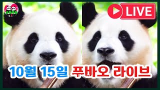 🍒 10월 15일 화요일 푸바오 라이브 방송 fubao 푸바오실시간 푸바오근황 푸바오라이브 福宝 panda [upl. by Nodnarg]