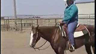 Horse Training Videos Free Lessons How to Train Horses [upl. by Eidualc]