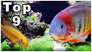 Top 9 Best Cichlids for Community Tanks [upl. by Chesney]