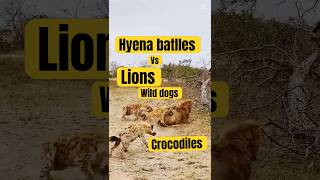 Hyena Battles Lions Wild Dogs and Crocodiles animals wildlife growth [upl. by Oneida]