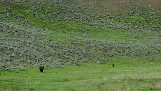 Bison charges Grizzly Bear in Yellowstone National Park Lamar Valley [upl. by Marge]