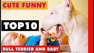 Top 10 Cute Funny Bull Terrier Dogs and Babies [upl. by Yoshi]