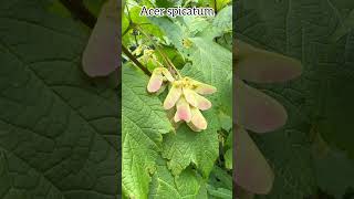 Acer spicatum acerace acer arbre tree trees plants fruit garden botanique nature [upl. by Annaek428]