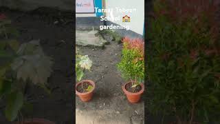 Taraaz Tabeen School 🏫 gardening bangladesh flower taraaztabeensmomscookingworld [upl. by Osborne]