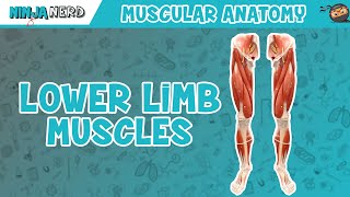 Muscles of the Lower Limb  Anatomy Model [upl. by Sloan]