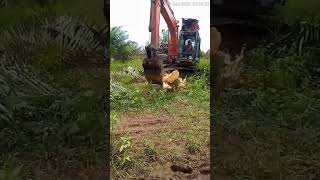 proses ciping kelapa sawit menggunakan excavator excavator [upl. by Elocal]