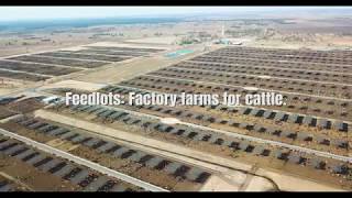 Grassdale Feedlot  Australias biggest feedlot [upl. by Nady617]