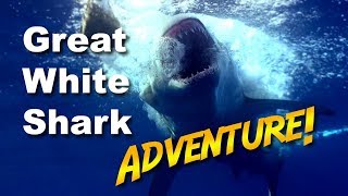 Great White Shark Adventure  JONATHAN BIRDS BLUE WORLD [upl. by Rambort]