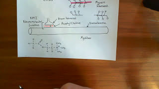 Skeletal Muscle Contraction Part 2 [upl. by Mureil364]