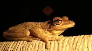 Frogs and Toads Croaking FYV [upl. by Felicidad]