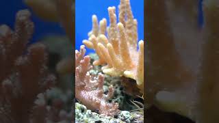 Amazing Coral Reef  Under The Sea Short [upl. by Alyehc]