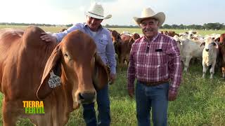 Tierra Fértil Tv Ganado de la raza Brahman desde Houston Texas  100623 [upl. by Atinaj]