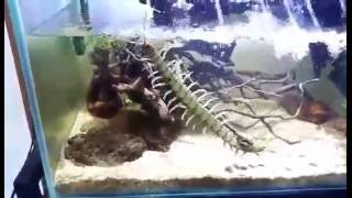 Amphibious centipede swims and dives [upl. by Llenet]