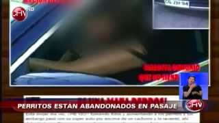 Acusan a mujer de atropellar a propósito a un perro  CHV Noticias [upl. by Bohaty314]