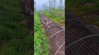 pickingfruitvegetablerural lifefarmingsatisfyingagriculturenatural life [upl. by Llieno]