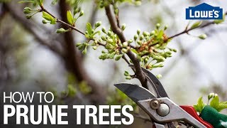 How to Prune Trees [upl. by Lindberg]