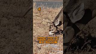 WHICH DEER DO YOU CHOOSE deer hunting deerhunting bucks shorts [upl. by Htnnek]