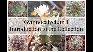 Gymnocalycium 1  Introduction to the Collection Cactus Series 2 [upl. by Weed]