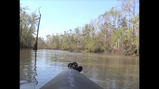 Ivorybilled Woodpecker Drifting through the 2006 Hot Zone [upl. by Seuqramed]