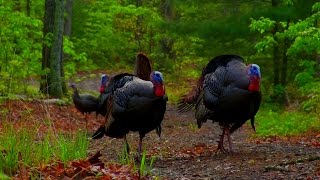 The Best Hardwoods Turkey Hunt In Your Face Mountain Gobbler Double [upl. by Otrebmuh]