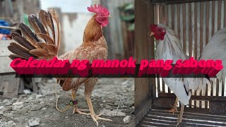 tutorialguide  Ng ating manok2023 TEMPO sa BUWAN [upl. by Giraldo]