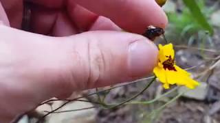 Plains Coreopsis Coreopsis tinctoria growing and how to Save Plains Coreopsis seeds [upl. by Caughey]