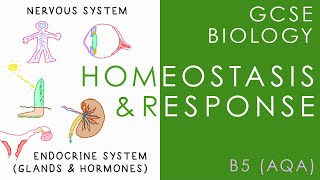 HOMEOSTASIS amp RESPONSE  GCSE Biology AQA Topic B5 [upl. by Taam605]