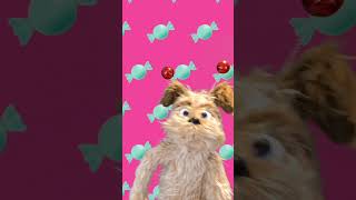 Funny Dancing Dog 4 by Oxbridge Baby funkythegreenteddybear oxbridgebaby learntotalk [upl. by Lesslie]