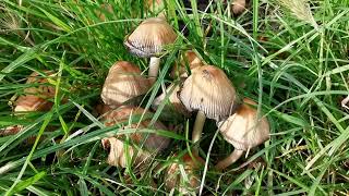 Fungus fungus mushrooms rspb parks trails toadstools biology botany horticulture spores [upl. by Lyret]