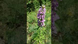 Purple Horsemint  Spotted bee balm  Native Wild Edible  Texas Cross Timbers Permaculture Garden [upl. by Harehs]