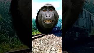 HEBOH LOKO MONKEY DAN TRAIN EATER train trainfunny trainfunnyvideo keretaapiindonesia keretaapi [upl. by Eblehs]