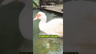 La Crianza de Patos para la Producción de Huevos avicultura agriculture aves agro animals [upl. by Giguere999]