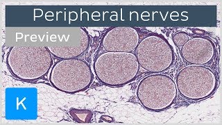 Peripheral nerves definition distribution preview  Histology  Kenhub [upl. by Robbins]