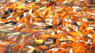 Koi Carp in China creating a sea of colour [upl. by Assillem706]