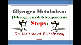 Glycogen Metabolism 1 Dr Ma7moud El 7efnawy [upl. by Ahsiakal]