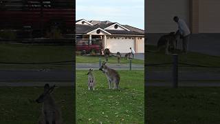 Hopping kangaroos in town [upl. by Anirat768]