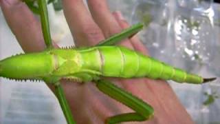 handling a really big stick insect  diapherodes gigantea [upl. by Htieh]