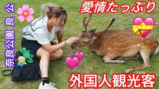 鹿に愛情たっぷりの外国人観光客 💖 奈良公園 🦌  nara deer  Nara Park deer 🦌 in Japan vlog  sarif japan [upl. by Cornish619]